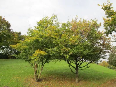 Топ-5 красивых деревьев для сада и дачи, которые можно вырастить в  Подмосковье