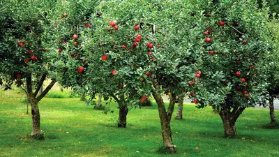 Какие плодовые деревья выбрать для сада? - Бізнес новини Рівне