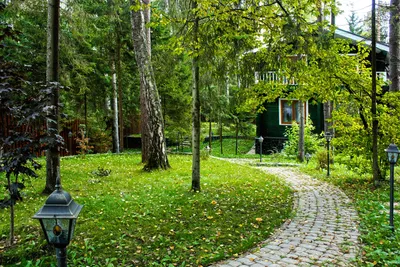 🌳 Купить Деревья для дачи по цене от 500 руб в Москве с доставкой -  интернет-магазин Green Dvorik