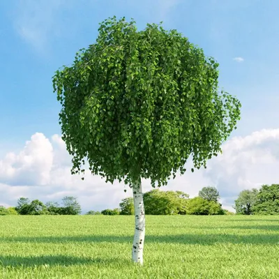Сад из деревьев на ветках вместо …» — создано в Шедевруме