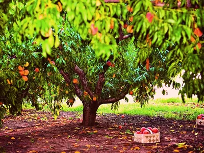Черешня – чудо-дерево в саду | Блог интернет-магазина Подворье