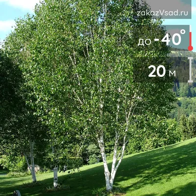 Популярные сорта березы 🌳 Купить саженцы с доставкой