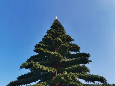 Забайкалье — родина новогодней елки | Забайкальский рабочий