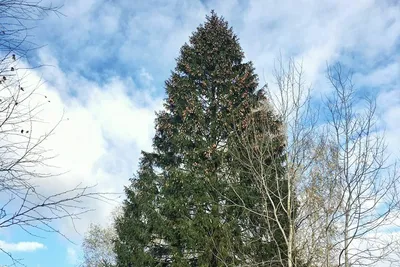 Искусственная ель - Рождественская елка Nordmann - Рождественские украшения  FairyTrees