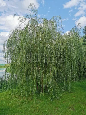 Ива плакучая Salix pendula