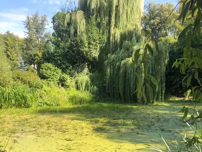 Дерево Ивы В Парке Снаружи — стоковые фотографии и другие картинки Ива  вавилонская - Ива вавилонская, Pinaceae, Без людей - iStock