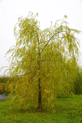 Ива белая (Salix alba) - Питомник и Садовый центр Русские Деревья