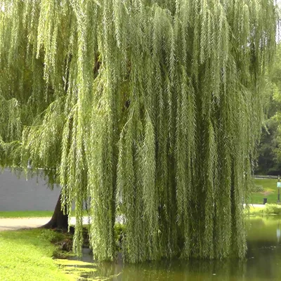 Ива белая серебристая / Salix alba argentea, заказать, купить в Перми -  Саженцы лиственных деревьев и кустарников - Питомник «Анютины Глазки»