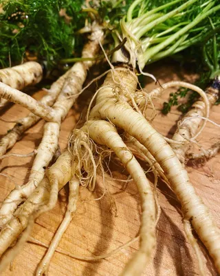 Морковь дикая (Daucus carota)