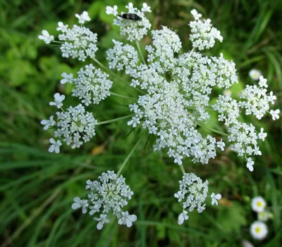 Морковь дикая (Daucus carota)