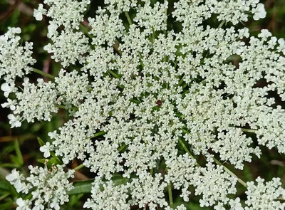 Дикая морковь (Daucus carota)