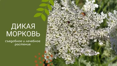 Дикая Морковь. | Лесавік | Дзен