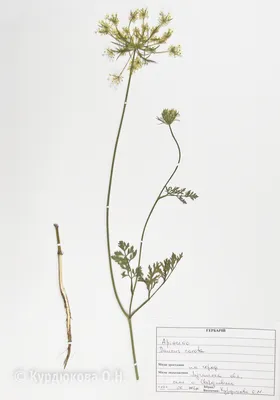 Морковь дикая (Daucus carota)