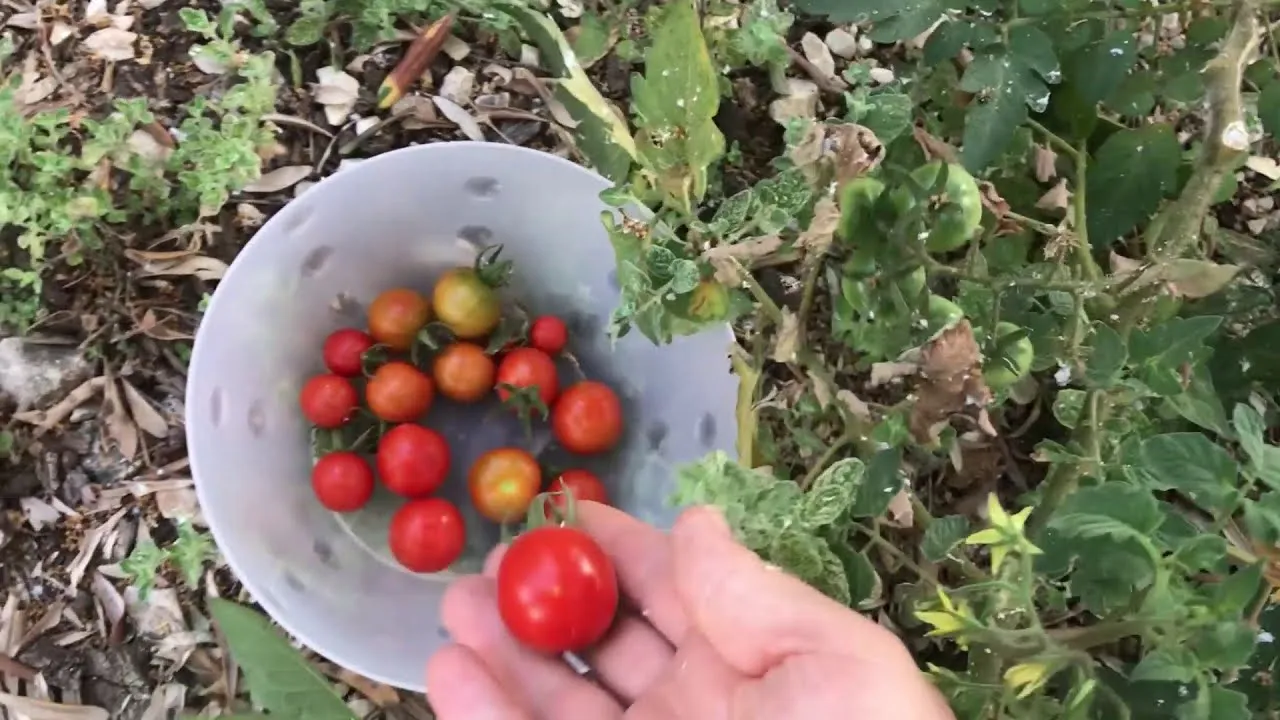 Аленин сад томаты. Помидоры в Израиле. Дикий томат. Томат дикий виноград. Томат дикий ангел