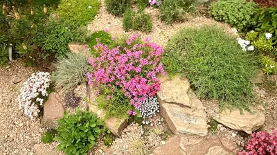 Романтический Дикий Сад — стоковые фотографии и другие картинки Hampton  Court Flower Show - Hampton Court Flower Show, Royal Horticultural Society,  Без людей - iStock