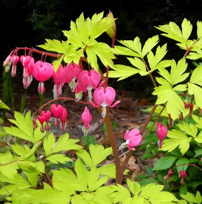 Цветки дицентра сердцевидные. цветущее растение в весеннем саду на фоне  зеленой травы | Премиум Фото