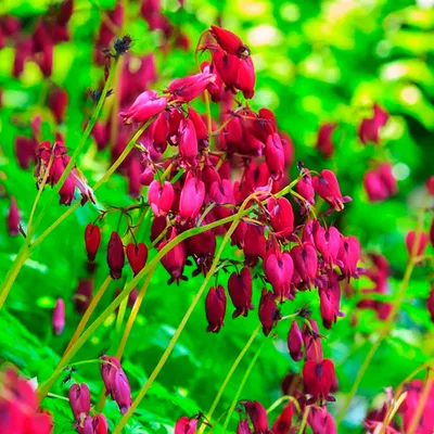 дицентра, или кровоточащий цвет сердца Стоковое Фото - изображение  насчитывающей сад, цветки: 249983814