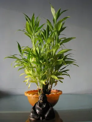 Dracaena sanderiana Драцена Сандера (Д. сандериана) | Аквариумистика в  Казахстане