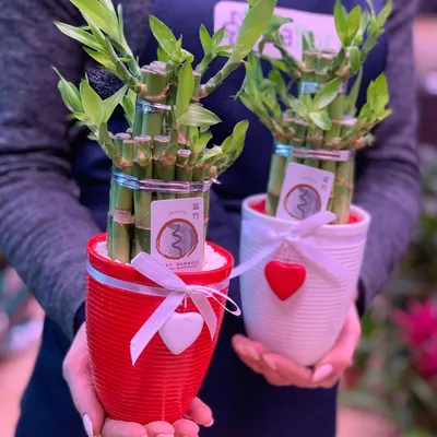 Декоративный бамбук | floravdome.ru | Lucky bamboo plants, Bamboo plants,  Indoor flowering plants