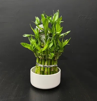 КУПИТЬ БАМБУК УДАЧИ В МОСКВЕ, DRACENA PYRAMIDE, BAMBOO LUCKY, КУПИТЬ БАМБУК  ЛАКИ, ДРАЦЕНА САНДЕРА КУПИТЬ В МОСКВЕ, КОМНАТНЫЙ БАМБУК В ГОРШОЧКЕ, БАМБУК  СЧАСТЬЯ КУПИТЬ В МОСКВЕ.