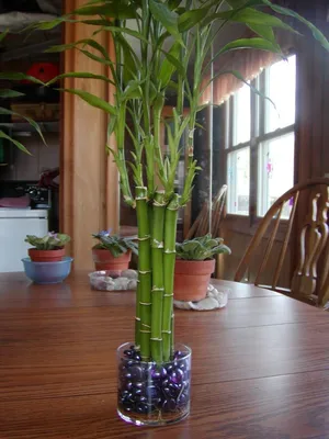 Драцена бамбук фото фото
