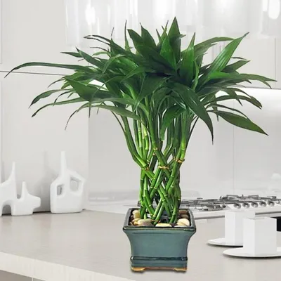 Купить Драцена Лаки Бамбук Dracaena Lucky Bamboo с доставкой от 2410  рублей, доставка