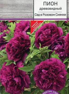 Пионы древовидные - Пион древовидный Сад в Розовом Сиянии купить в  интернет-магазине с доставкой