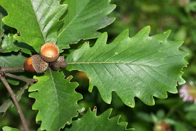 Дуб монгольский (Quercus mongolica) саженцы 15-20 см, цена в Новосибирске  от компании Кирсанов Сергей Сергеевич