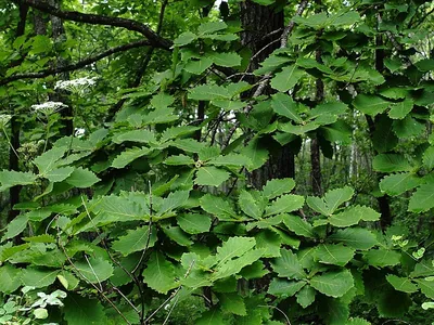 Дуб монгольский Quercus mongolica Fisch. ex Ledeb