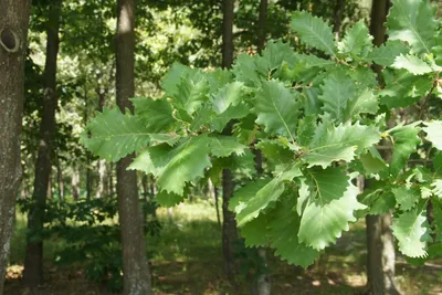 Ламинат Kastamonu ArtFloor AF515 Дуб Монгольский (Mongolian Oak)