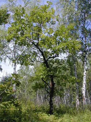 Дуб монгольский (Quercus mongolica) | Декоративные древесные растения для  Сибири | Дзен