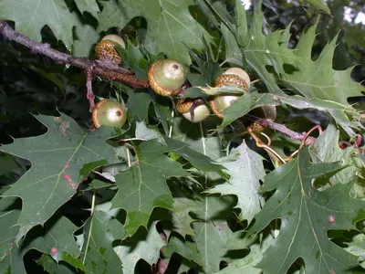 Дуб Quercus rubra можно купить недорого с доставкой в питомнике Любвитский