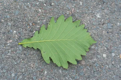 Дуб красный (Quercus rubra) | САДПРОЕКТ