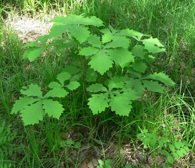 Дуб монгольский, Quercus mongolica