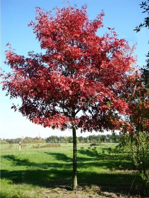 Дуб монгольский (Quercus mongolica)