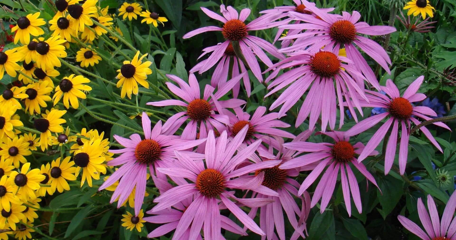 Rudbeckia Aster Echinacea