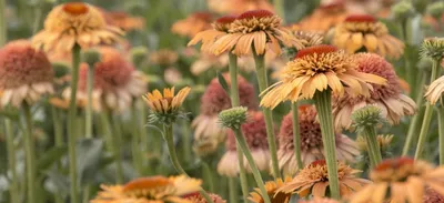 Эхинацея пурпурная Echinacea purpurea Red Skipper | ELGardens - цветы для  сада Саратов/Энгельс