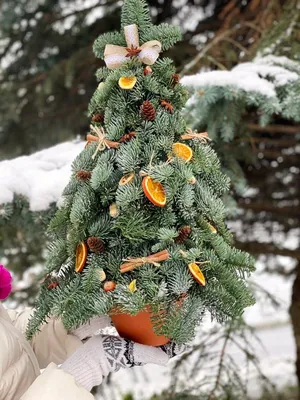 На новороссийском Арт-Арбате появятся елка из бутылок и эко-елка