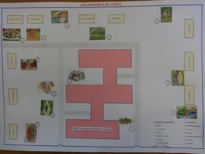 Экологическая тропа как средство экологического образования дошкольников (7  фото). Воспитателям детских садов, школьным учителям и педагогам - Маам.ру
