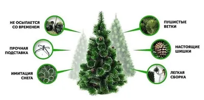 Ель (елка, сосна) Канадская с зелеными кончиками (концами) 1,2 метра купить  по доступной цене в Минске
