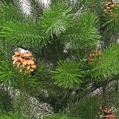 Новогодняя сосна 2,25 - 2,5 м. - живая-елка.москва
