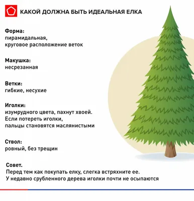 Сосна Обыкновенная, новогодняя живая елка, 175-200 см купить товары для  дома с быстрой доставкой на Яндекс Маркете