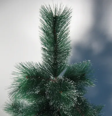 Ель, сосна или пихта: как выбрать дерево на Новый год (ИНСТРУКЦИЯ) —  Новости Хабаровска