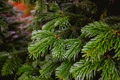 Отличия искусственных елок и сосен.. Интернет-магазин новогодней продукции  Laplandia