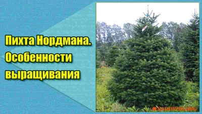 Купить сосна искусственная царь елка триумфальная 180 см недорого в Москве  с доставкой