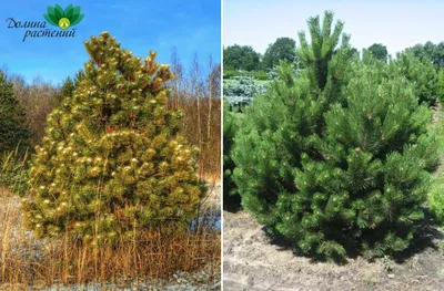 Искусственные елки Triumph Tree - отличие типов хвои: мягкий, жесткий ПВХ и  РЕ резина