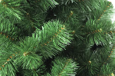 GISMETEO: Елка, сосна и пихта: в чем разница и как выбрать новогоднее  дерево? - 🎄 Новогоднее | Новости погоды.
