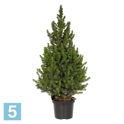 Канадская ель Коника. Продажа Picea glauca Conica в Петербурге