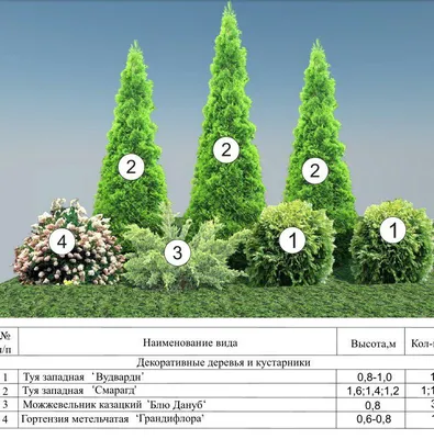 Туя Смарагд(Smaragd) цены, купить Туя Смарагд(Smaragd) в интернет-магазине  Елка.Москва