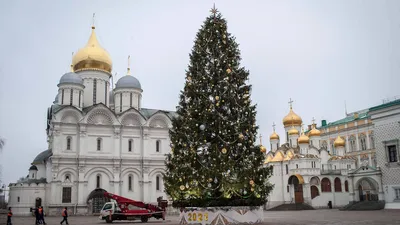 Выбрана главная новогодняя елка в Кремль